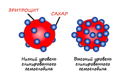Гликированный гемоглобин как сдавать натощак или нет