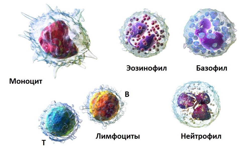 нейтрофилы лимфоциты