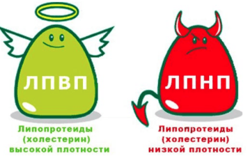 Как правильно сдавать кровь на холестерин Как правильно сдавать кровь на холестерин