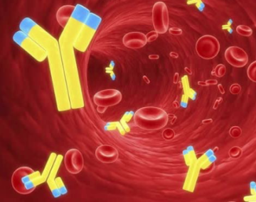 антитела к микоплазме хоминис в крови