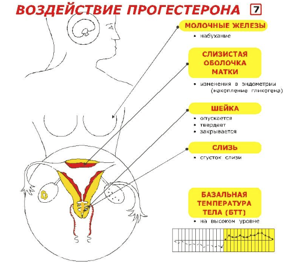 Повышенный прогестерон при беременности на ранних сроках последствия thumbnail