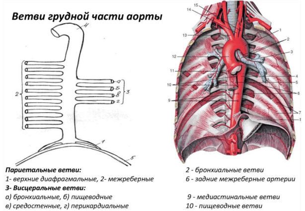 Кровоснабжение органов и стенок грудной полости